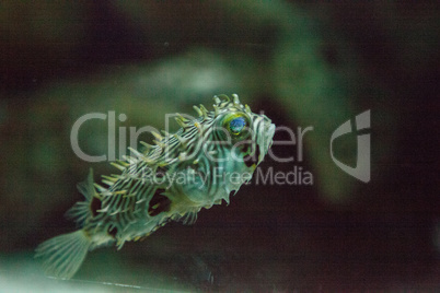 Balloonfish Diodon holocanthus swims along a marine reef