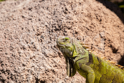 Green Iguana also known as Iguana iguana