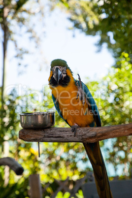 Blue and gold macaw bird Ara ararauna