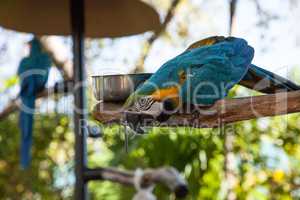 Blue and gold macaw bird Ara ararauna