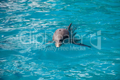 Bottlenose dolphin Tursiops truncatus swims along the shoreline