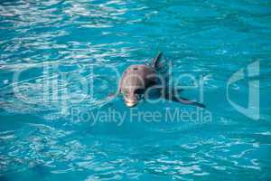 Bottlenose dolphin Tursiops truncatus swims along the shoreline