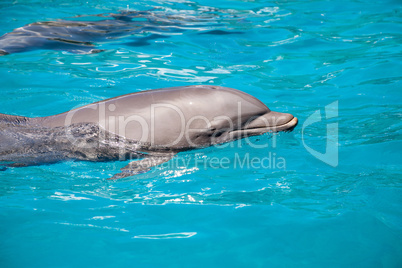 Bottlenose dolphin Tursiops truncatus swims along the shoreline
