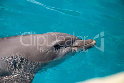 Bottlenose dolphin Tursiops truncatus swims along the shoreline