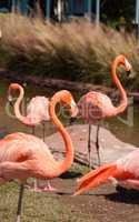 Pink Caribbean flamingo, Phoenicopterus ruber, in the middle of
