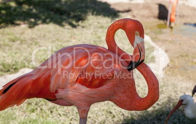 Pink Caribbean flamingo, Phoenicopterus ruber, in the middle of