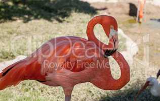 Pink Caribbean flamingo, Phoenicopterus ruber, in the middle of