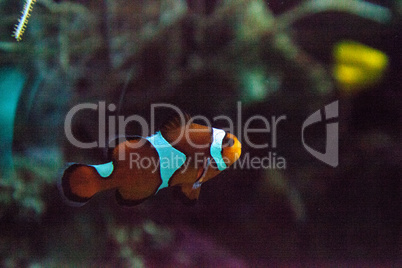 Ocellaris clownfish Amphiprion ocellaris