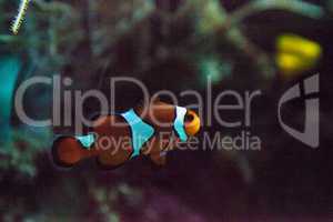 Ocellaris clownfish Amphiprion ocellaris
