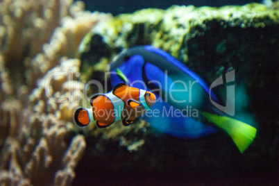 Ocellaris clownfish Amphiprion ocellaris