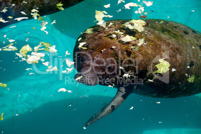 Florida manatee also called the West Indian manatee or sea cow T