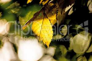 beech leaves in back light