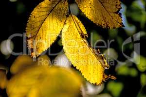 beech leaves in back light