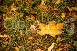 maple leaf in autumnal colors