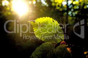 beech leaf in back light