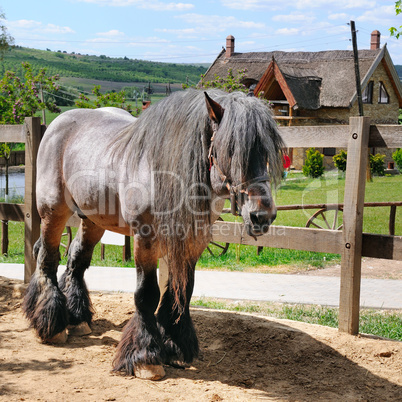 Beautiful Irish horse in an aviary on a ranch.