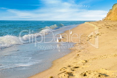 Sandy beach, seagulls, sea, and blue sky.