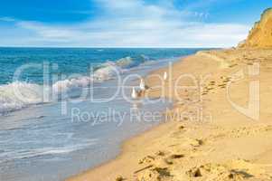 Sandy beach, seagulls, sea, and blue sky.