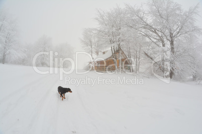 Foggy day, hoarfrost and stray dog on cold and snow