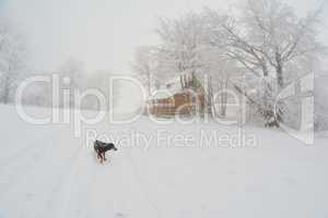 Foggy day, hoarfrost and stray dog on cold and snow