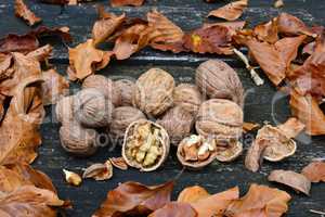 Walnuts and autumn leaves
