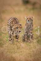 Cheetah stands beside sitting cub in grass