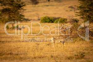 Cheetah stands by fallen tree looking back