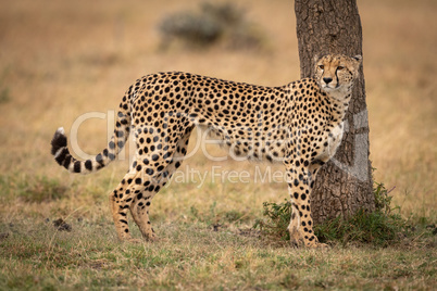 Cheetah stands by tree on grassy plain