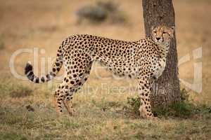 Cheetah stands by tree on grassy plain