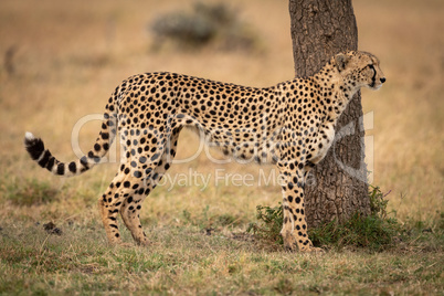 Cheetah stands by tree trunk in profile