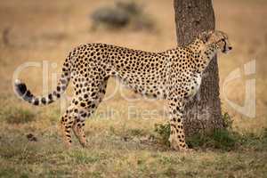 Cheetah stands by tree trunk in profile