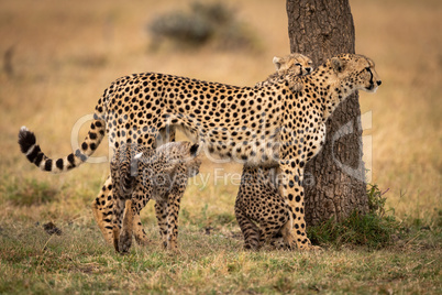 Cheetah stands by tree with two cubs