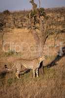Cheetah stands by tree trunk on grass