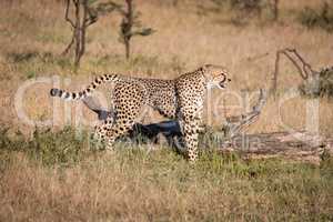 Cheetah stands in grass beside dead log