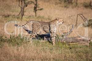 Cheetah stands in grass by dead log