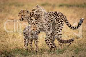 Cheetah stands in grass with two cubs