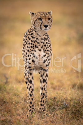 Cheetah stands in grassy plain looking ahead