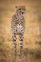 Cheetah stands in grassy plain looking ahead