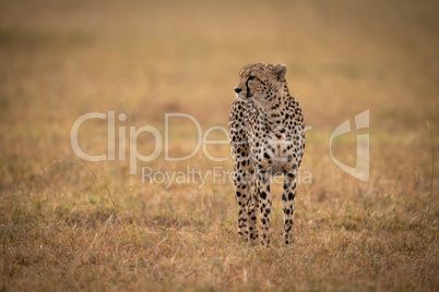 Cheetah stands in grassy plain looking left