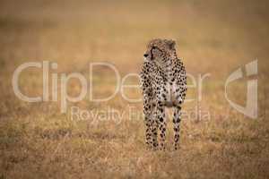 Cheetah stands in grassy plain looking left