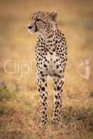 Cheetah stands in grassy plain turning head