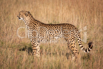 Cheetah stands in long grass in profile