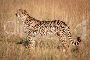 Cheetah stands in long grass in profile