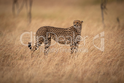 Cheetah stands in long grass looking back