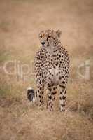 Cheetah stands in long grass looking out