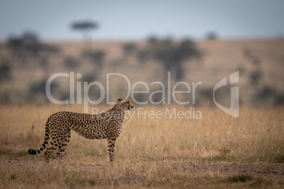 Cheetah stands in long grass looking right