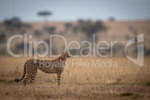 Cheetah stands in long grass looking right
