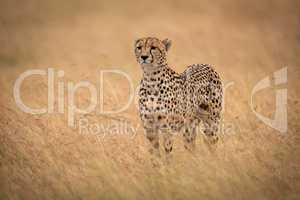 Cheetah stands in long grass raising head