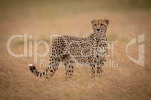 Cheetah stands in long grass turning head