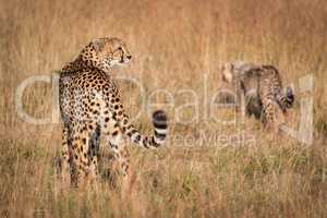 Cheetah stands in long grass with cub